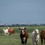 beef-consumers-don’t-need-to-worry-about-the-screwworm-infections-in-cattle,-experts-say