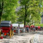 central-park-carriage-horse’s-cause-of-death-revealed