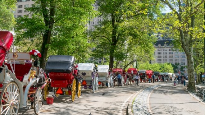 central-park-carriage-horse’s-cause-of-death-revealed