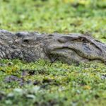 man-arrested-after-3-year-old-boy-critically-injured-in-crocodile-enclosure:-police