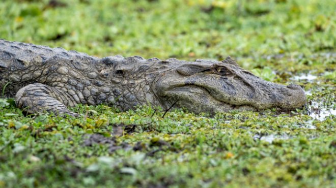 man-arrested-after-3-year-old-boy-critically-injured-in-crocodile-enclosure:-police