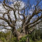 thousand-year-old-ancient-oak-tree-tied-to-‘robin-hood’-legend-has-died,-wildlife-charity-says