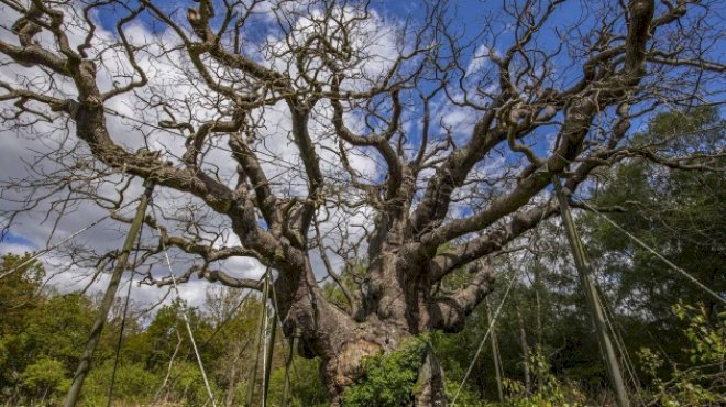 thousand-year-old-ancient-oak-tree-tied-to-‘robin-hood’-legend-has-died,-wildlife-charity-says