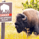 12-year-old-injured-by-bison-at-yellowstone-national-park