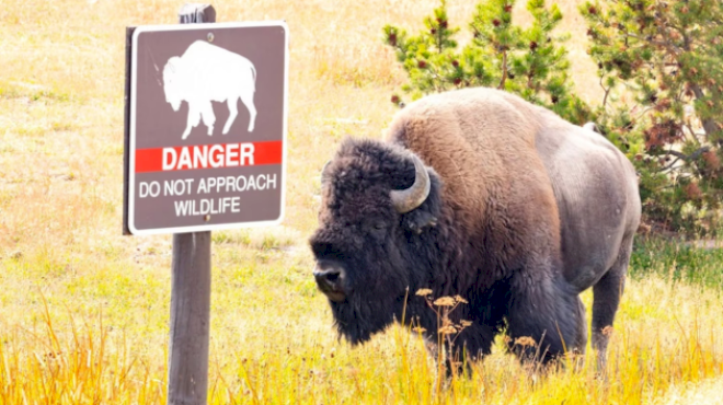 12-year-old-injured-by-bison-at-yellowstone-national-park