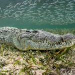 man,-28,-dragged-out-to-sea-and-killed-by-crocodile-at-popular-resort:-police