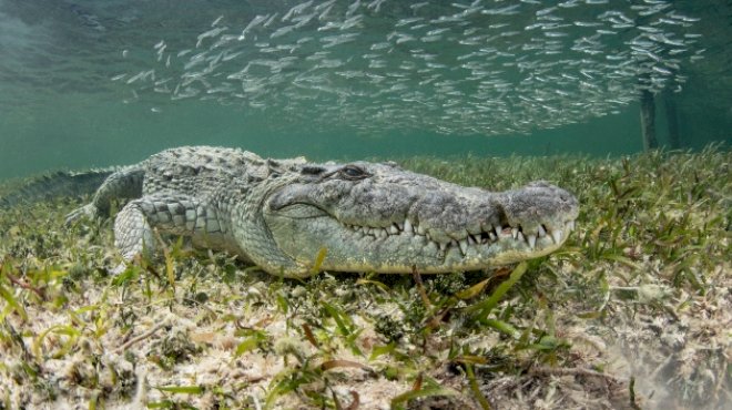 man,-28,-dragged-out-to-sea-and-killed-by-crocodile-at-popular-resort:-police