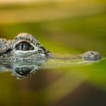 woman-killed-by-alligator-in-florida-river,-officials-say