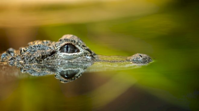 woman-killed-by-alligator-in-florida-river,-officials-say