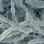 nearly-2-dozen-sickened-in-legionnaires’-disease-cluster-in-new-york-city