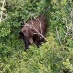 woman-attacked-by-brown-bear-while-hiking-alaskan-trail