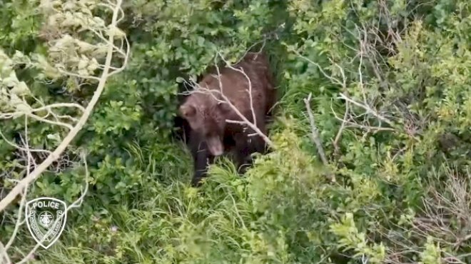 woman-attacked-by-brown-bear-while-hiking-alaskan-trail